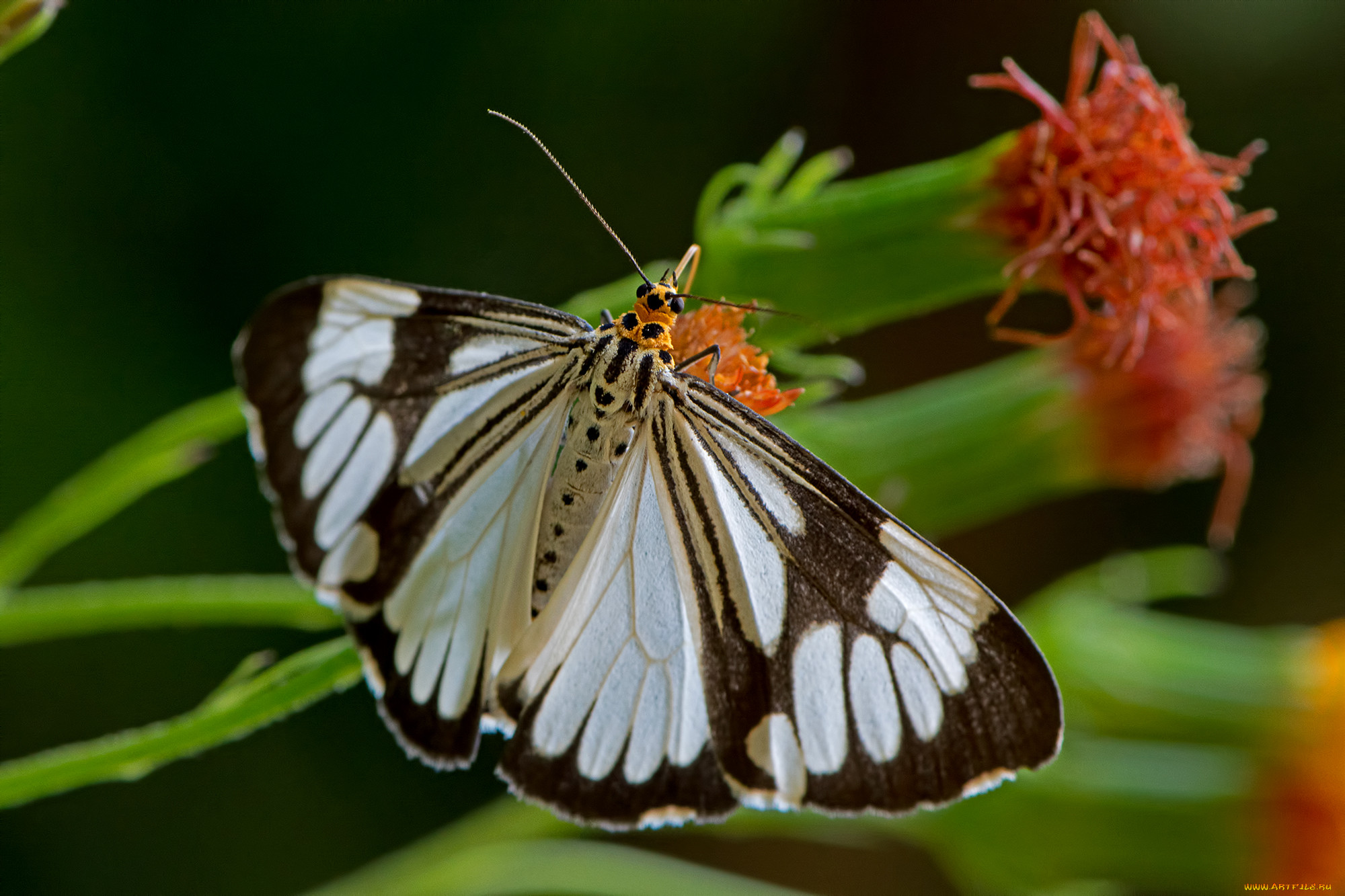 nyctemera coleta - marbled white moth, , ,  ,  , 
